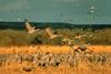 Sandhill Crane flock (Grus canadensis)