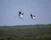 Whooping Crane pair in flight (Grus americana)