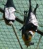 flying foxes 2