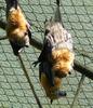 flying foxes 1