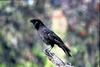 'Alala, Hawaiian Crow (Corvus hawaiiensis)
