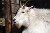 로키산양 Oreamnos americanus (Rocky Mountain Goat)