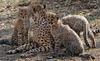 Cheetah cubs 1007