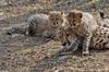 Cheetah cubs 1010
