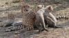 Cheetah cubs 1008