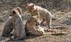 Cheetah cubs 1000
