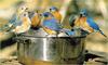 [Richardson Scan] Snaps'n Shots - McClelland Harry- Eastern Bluebird flock