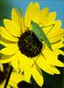 [Richardson Scan] Snaps'n Shots - Meier Leo - Sunflower With Grasshopper