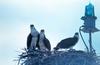Ospreys on nest (Pandion haliaetus)