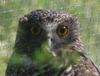 powerful owl (Ninox strenua) 1