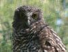 powerful owl (Ninox strenua) 2