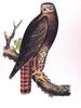 [Illust] Red-tailed Hawk (Buteo jamaicensis)