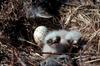 Rough-legged Hawk chicks on nest (Buteo lagopus)