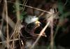 Hawk chick (Accipitridae)