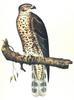 [Illust] Red-shouldered Hawk (Buteo lineatus)