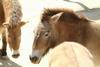 몽고야생말 Equus caballus przewalskii (Przewalski's Wild Horse)