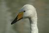 큰고니 Cygnus cygnus (Whooper Swan)