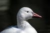 유럽거위 Anser anser domesticus (European Goose)