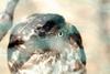 조롱이 Accipiter gularis gularis (Japanese Sparrowhawk)