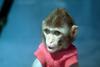 Cute baby monkey (Macaca mulatta), Rhesus Macaque