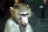 망토개코원숭이 Papio hamadryas (Baby Hamadryas Baboon)