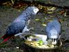 Parrot (Grey-Gabon)