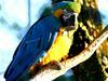 Parrot (Ara) - blue-and-gold macaw (Ara ararauna)