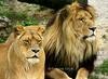 Lions' Duo (Hercule & Cindy)