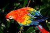 Parrot (Ara-Macaw)