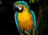 Parrot (Ara) - blue-and-gold macaw (Ara ararauna)