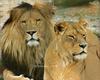Lions' Duet (Hercule & Cindy)