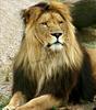 Lion (Hercule)