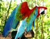 Parrot (Pablo) - Green-winged Macaw (Ara chloropterus)