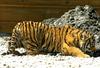 Siberian-Tiger (Ulysse)