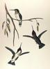 [Illust] Costa's Hummingbird (Calypte costae)