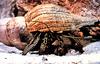 Striped Hermit Crab
