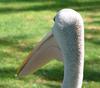 Australian pelican study 1