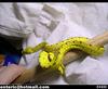 Green Tree Python (Chondropython viridis) 뱀 - 그린트리 파이톤, snake