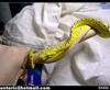 Green Tree Python (Chondropython viridis)  뱀 - 그린트리 파이톤, snake