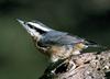 [Crop] Red-breasted Nuthatch (Sitta canadensis)