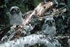 Northern Hawk Owl chicks (Surnia ulula) [긴꼬리올빼미]