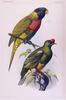 Parrot illust (Psittacidae)