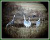 재두루미 가족 Grus vipio (White-naped Crane)