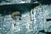 American Dipper at nest (Cinclus mexicanus)