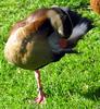 Black-bellied Whistling-Duck 3