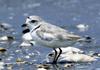 [Cropped] Piping Plover (Charadrius melodus)