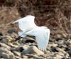Little Egret's flight (Egretta garzetta garzetta)
