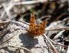 Asian Comma Butterfly (Polygonia c-aureum)