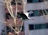 Grey Heron in flight (Ardea cinerea)