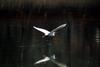 비행 쇠백로 Egretta garzetta garzetta (Little Egret in flight)
